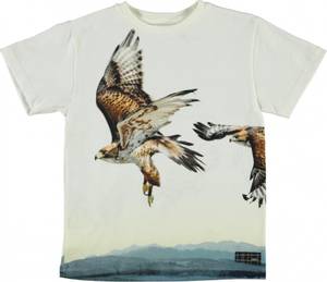 Hovedbilde Molo, Raveno bird lift off ...